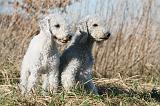 BEDLINGTON TERRIER 148